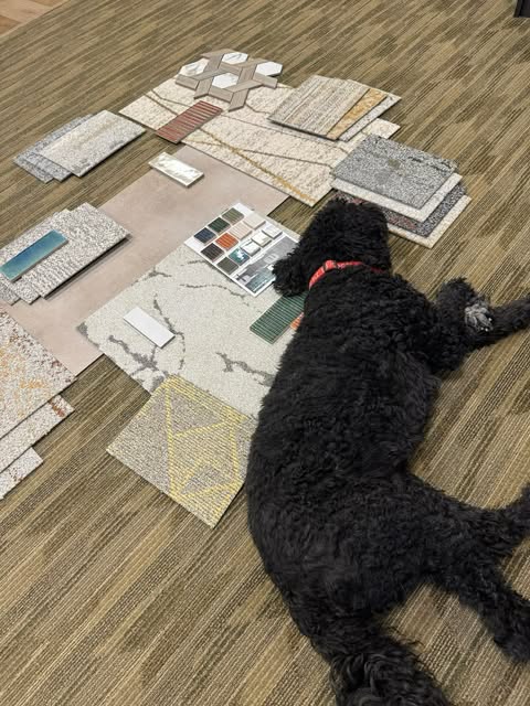 Noodles inspecting flooring samples at Kelly's Flooring showroom