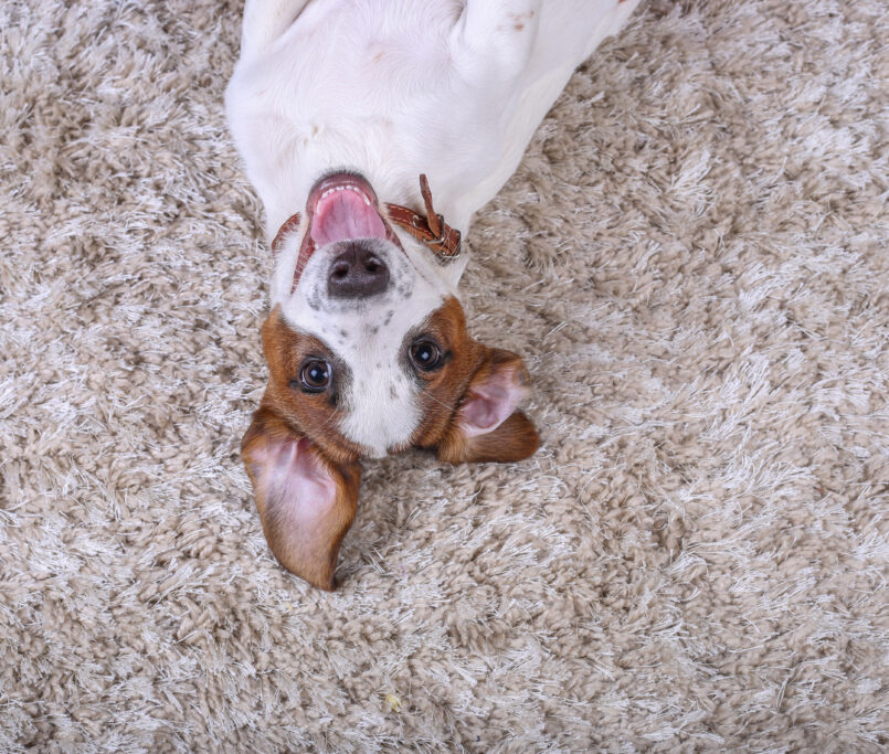 Cute dog relaxing on the carpet